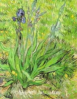 The Iris by Vincent van Gogh
