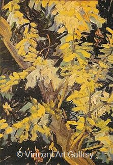 Blossoming Acacia Branches by Vincent van Gogh